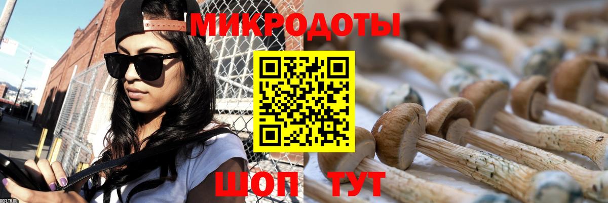 Галлюциногенные грибы Psilocybe Новороссийск